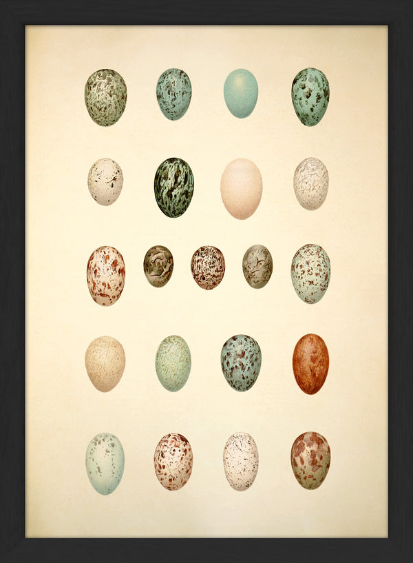 Twenty One Spotted Eggs. Mini Print