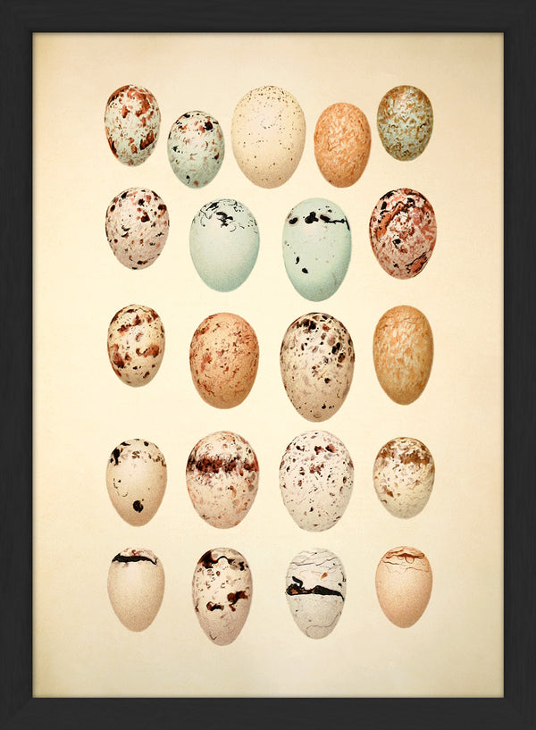 Twenty One Pastel Colored Eggs. Mini Print