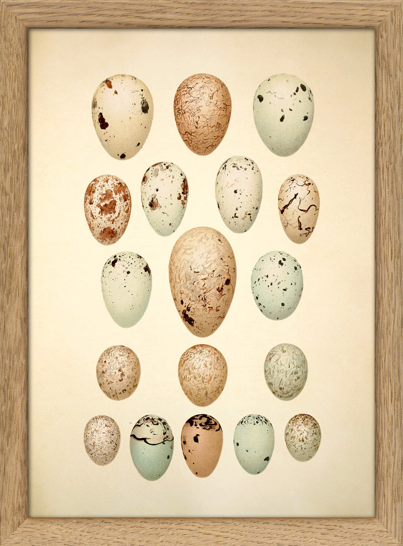 Eighteen Pastel Colored Eggs. Mini Print