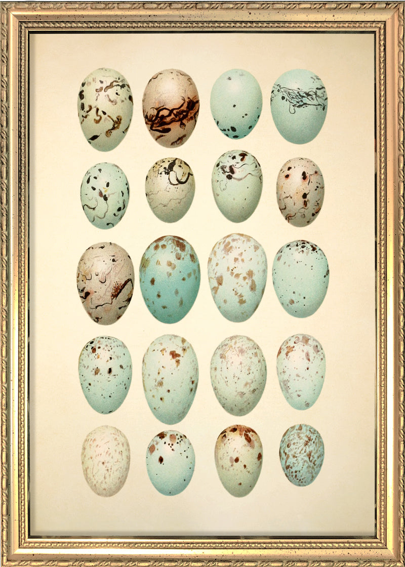 Twenty Light Blue Spotted Eggs. Mini Print