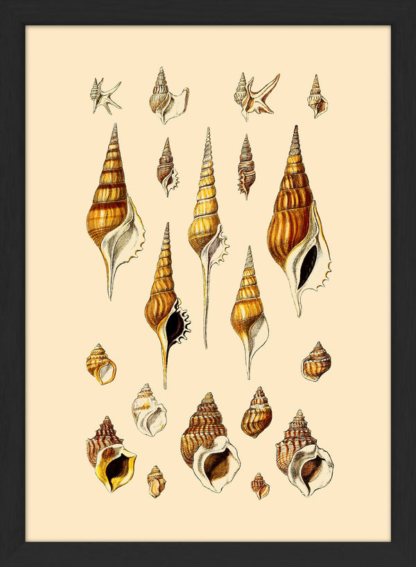 Orange and Brown Pointy Sea Shells. Mini Print