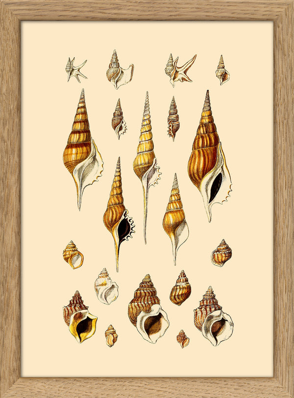 Orange and Brown Pointy Sea Shells. Mini Print