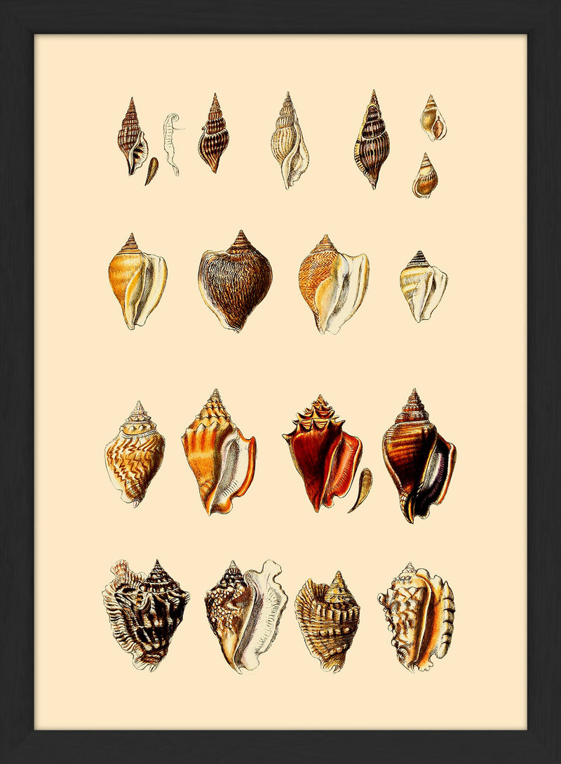 Multi Colored Sea Shells. Mini Print