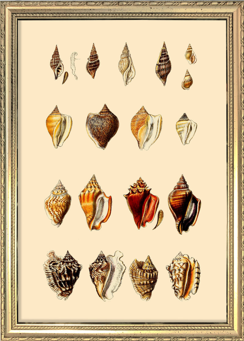 Multi Colored Sea Shells. Mini Print