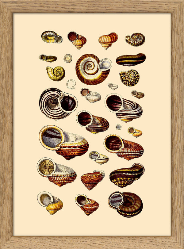 Brown Sea Shells and Snails. Mini Print