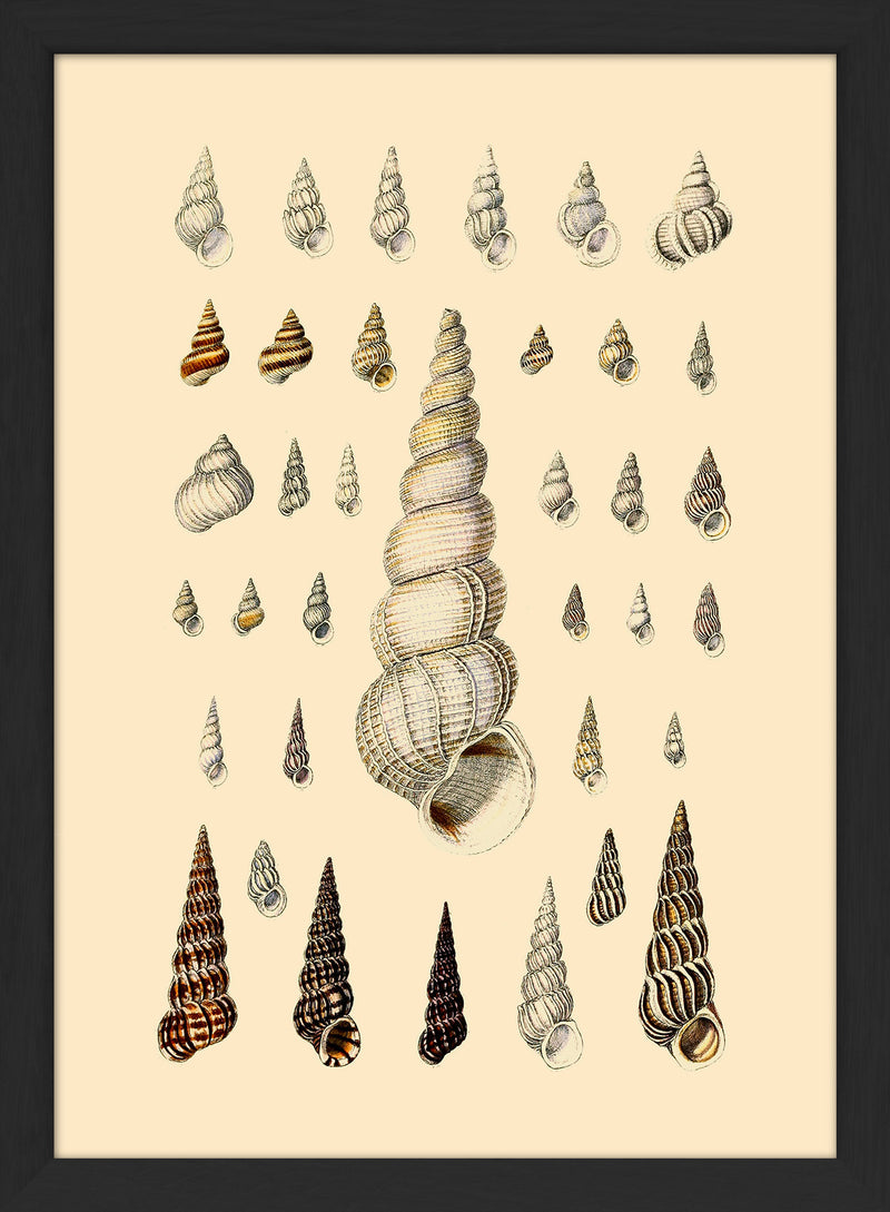 Pointy White Sea Shells. Mini Print