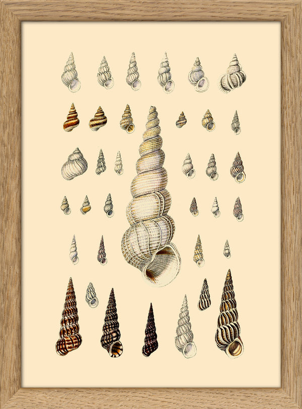 Pointy White Sea Shells. Mini Print