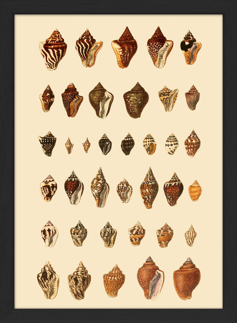 A Variety of Brown and Orange Sea Shells. Mini Print