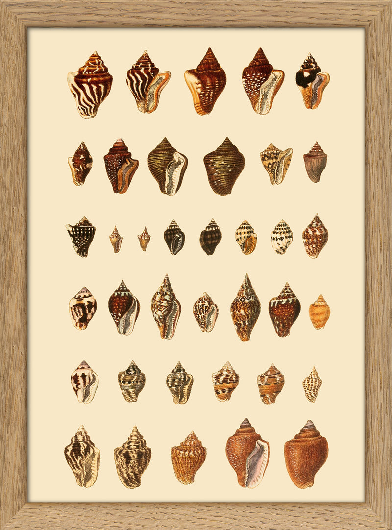 A Variety of Brown and Orange Sea Shells. Mini Print