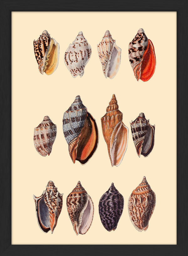 Twelve Multi Colored Sea Shells. Mini Print