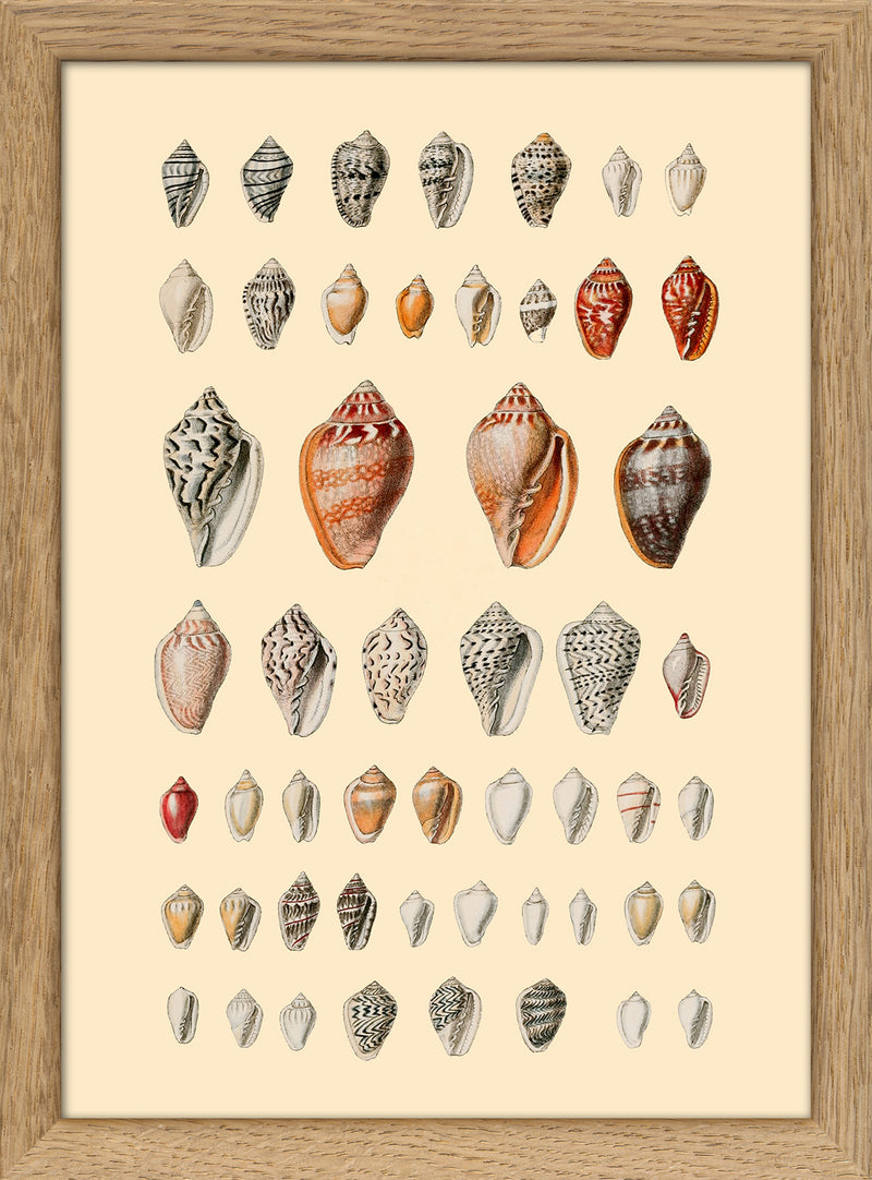 A Variety of Small Sea Shells. Mini Print