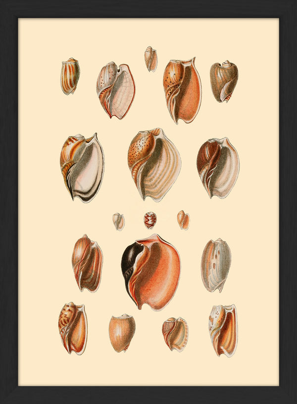 Eighteen Sea Shells in Burned Colours. Mini Print