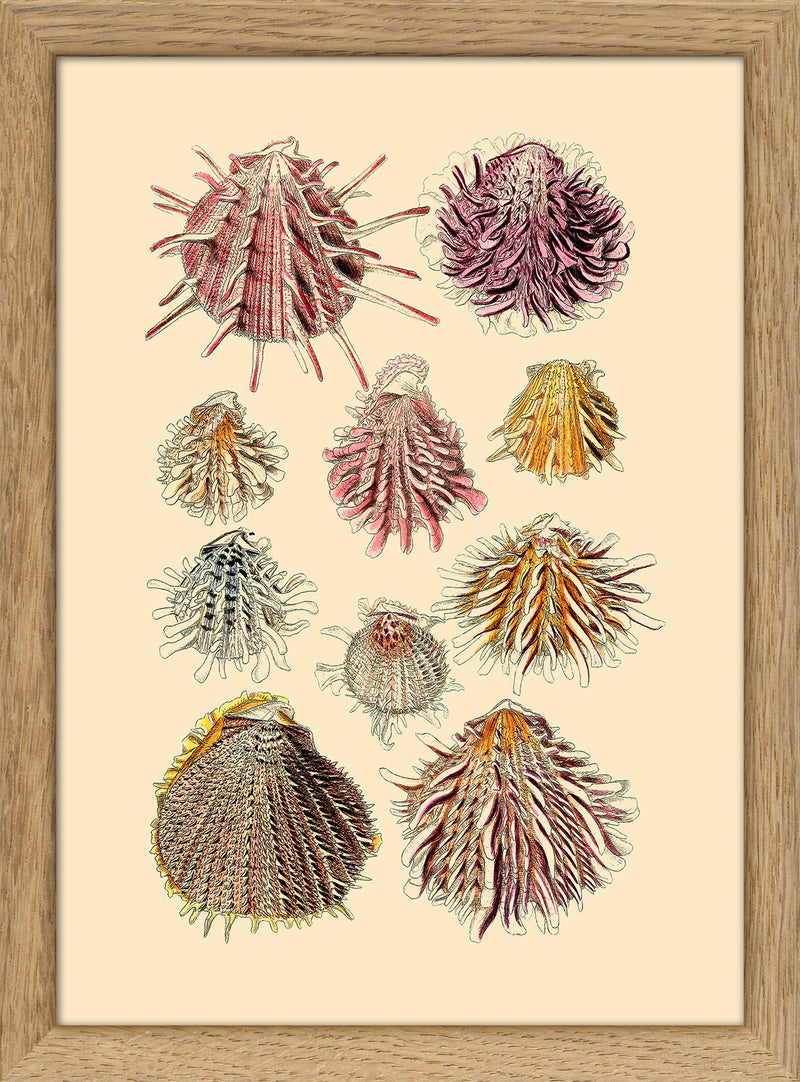 Ten Spiked Sea Shells. Mini Print