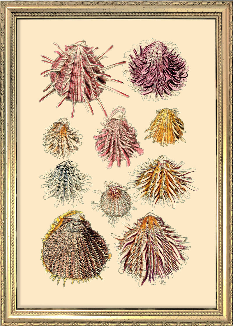 Ten Spiked Sea Shells. Mini Print