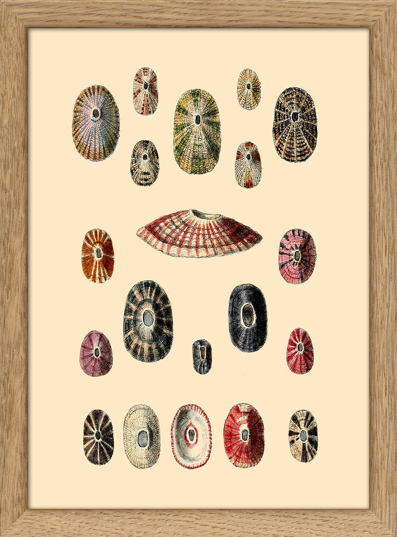 A Variety of Different Shaped Sea Shells. Mini Print