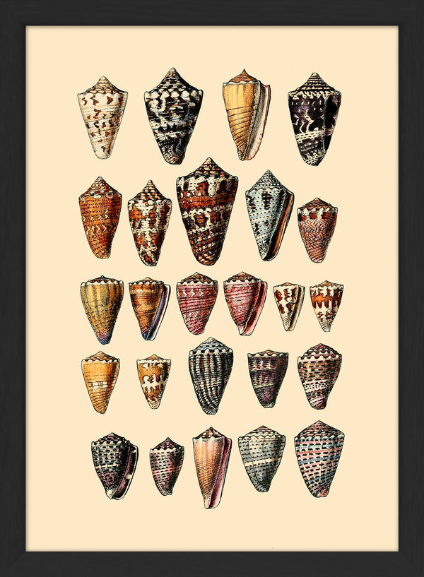 Twenty Five Pointy Sea Shells. Mini Print