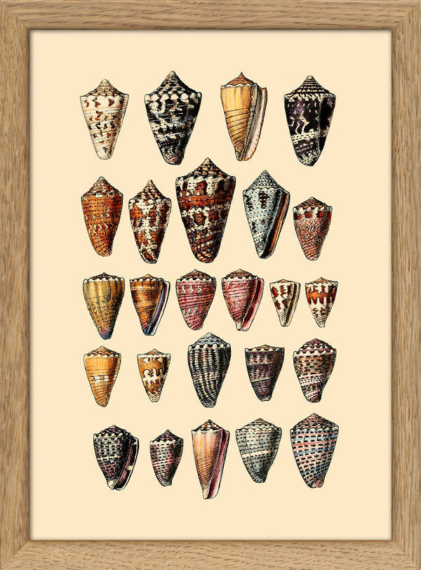 Twenty Five Pointy Sea Shells. Mini Print