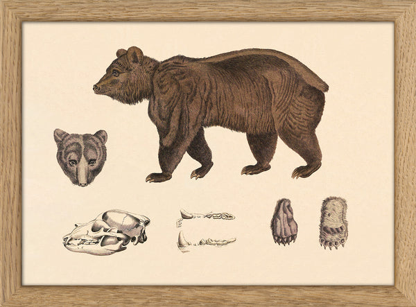Brown Bear and Details. Mini Print