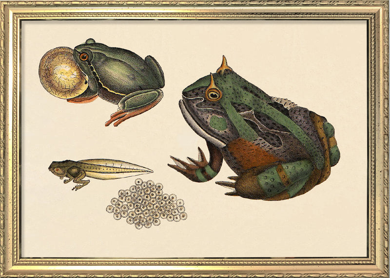 Toad Evolution. Mini Print
