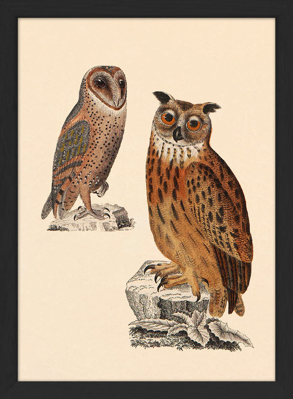 Two Owls. Mini Print