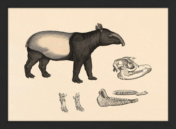 Malayan Tapir (Acrocodia Indica) and Details. Mini Print