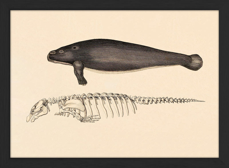 Sea Cow (Manatee) and Details. Mini Print