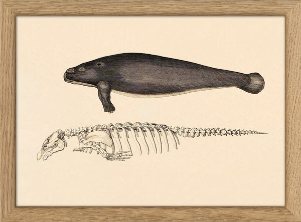 Sea Cow (Manatee) and Details. Mini Print