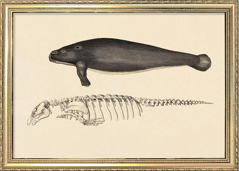 Sea Cow (Manatee) and Details. Mini Print