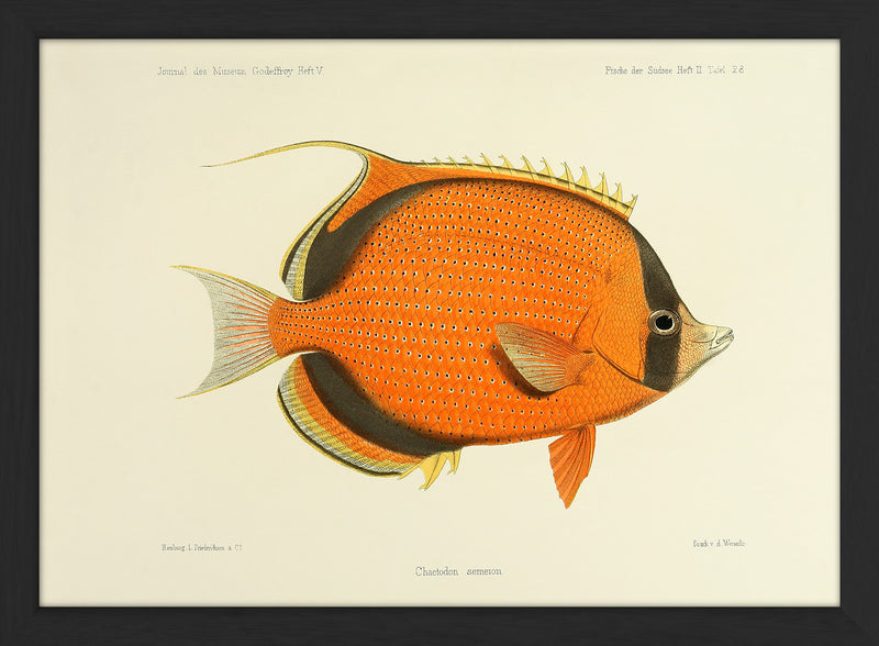 Dotted Butterflyfish (Chaetodon Semeion). Mini Print