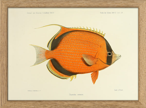 Dotted Butterflyfish (Chaetodon Semeion). Mini Print