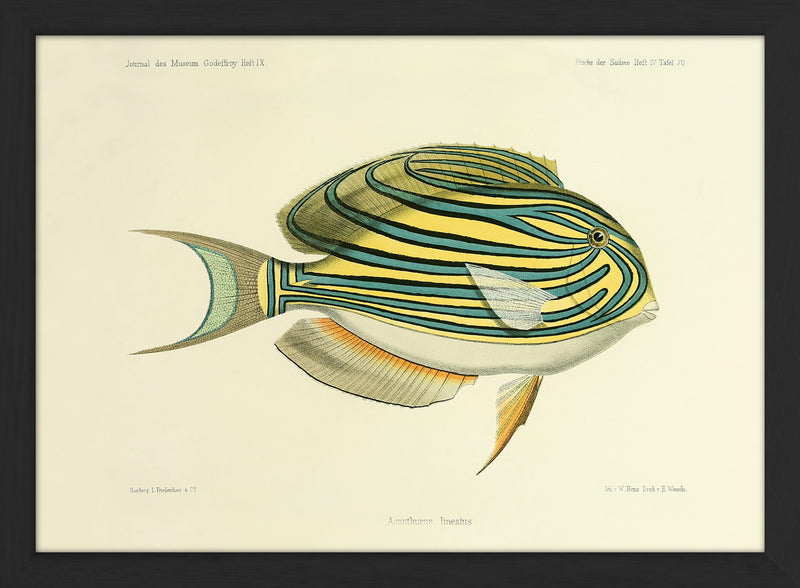 Striped Surgeonfish (Acanthurus Lineatus). Mini Print