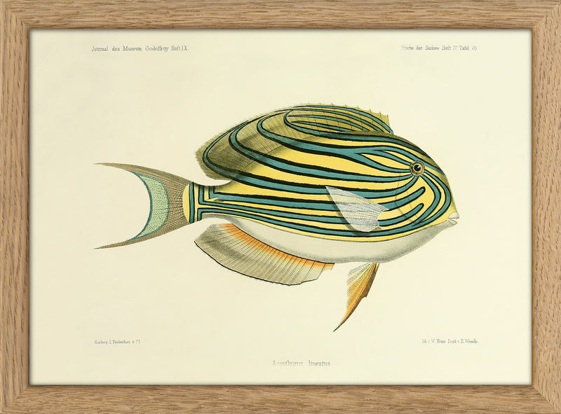 Striped Surgeonfish (Acanthurus Lineatus). Mini Print