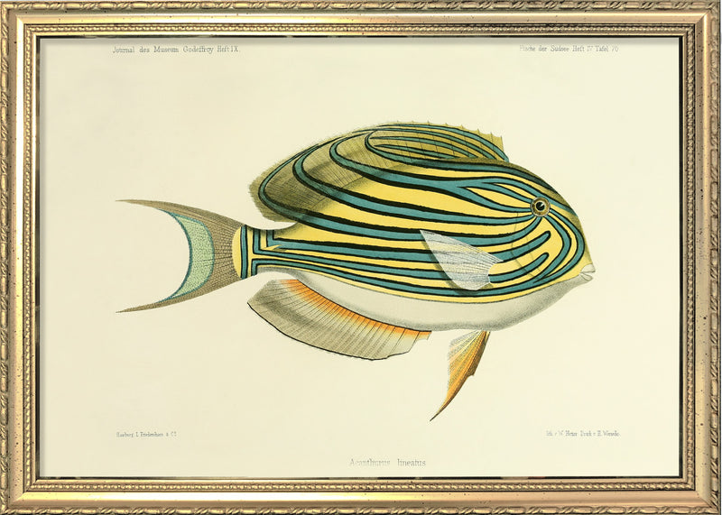 Striped Surgeonfish (Acanthurus Lineatus). Mini Print