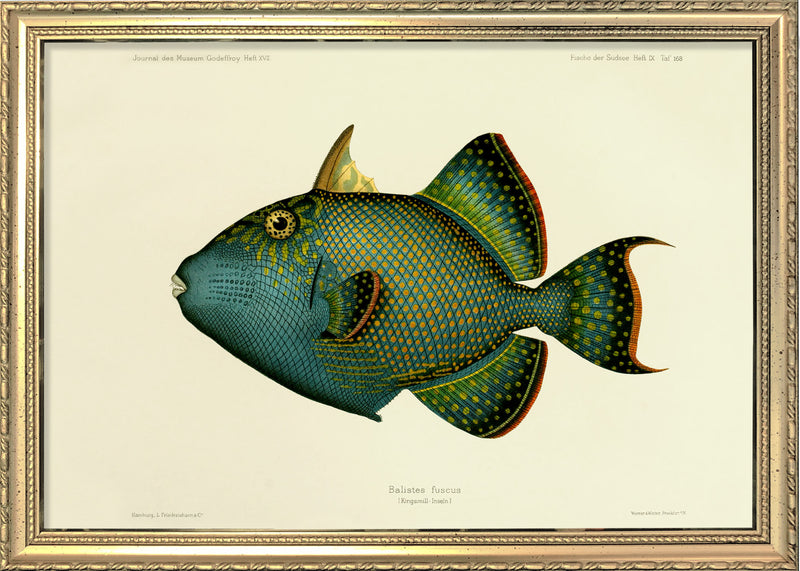 Blue Triggerfish (Balistes Fuscus). Mini Print