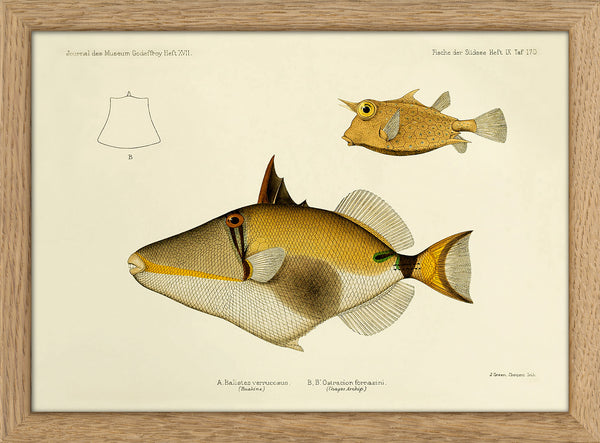 Blackbelly Triggerfish (Balistes Verrucosus) and Thornback Cowfish (Ostracion Fornasini). Mini Print