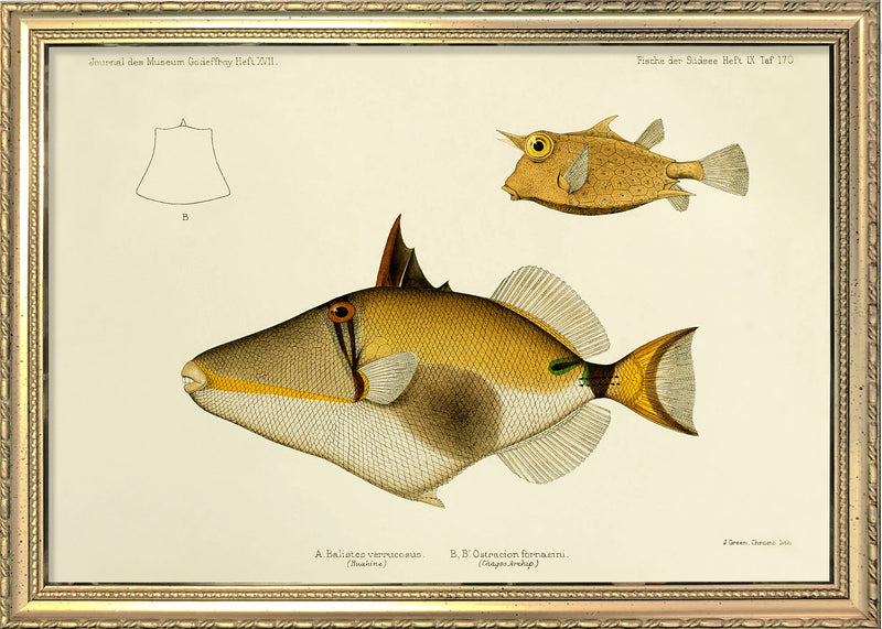 Blackbelly Triggerfish (Balistes Verrucosus) and Thornback Cowfish (Ostracion Fornasini). Mini Print