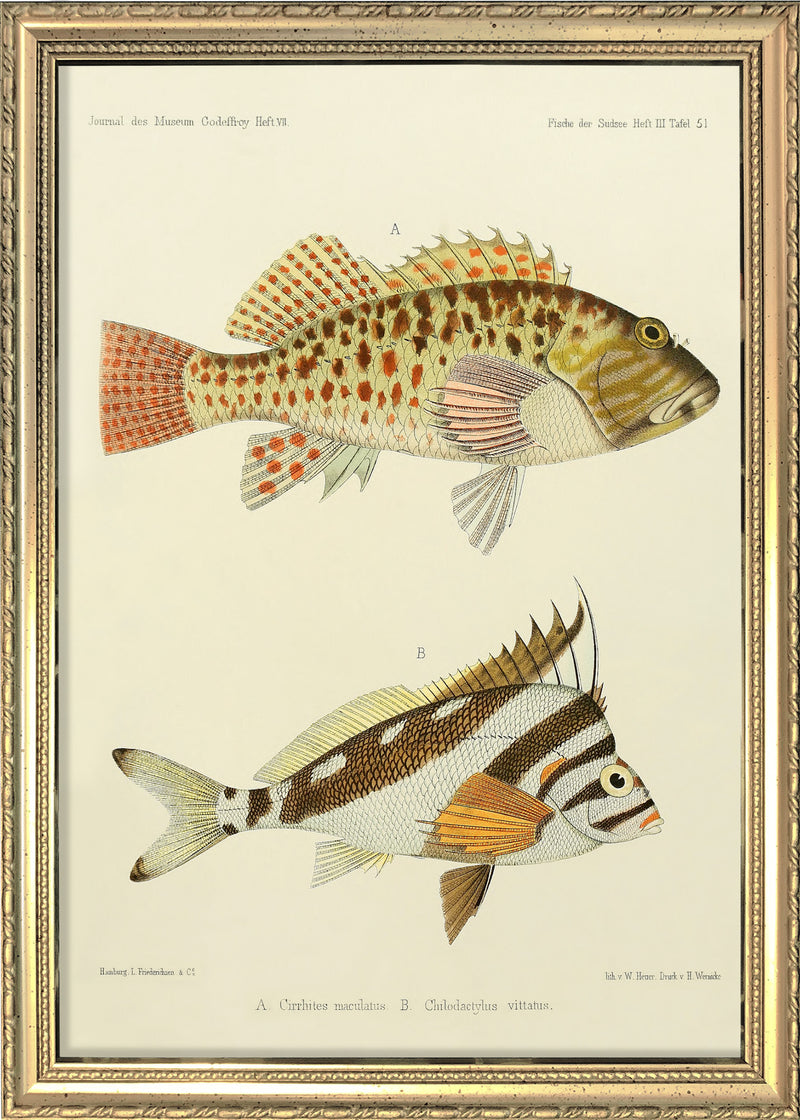 Hawkfish (Cirrhites Maculatus) and Hawaiian Morwong (Chilodactylus Vittatus). Mini Print