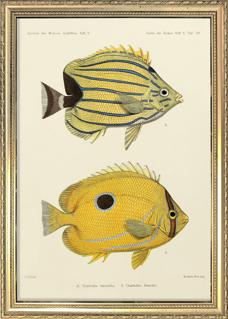 Bluelashed Butterflyfish (Chaetodon Bennetti) and Bluestriped Butterflyfish (Chaetodon Fremblii). Mini Print