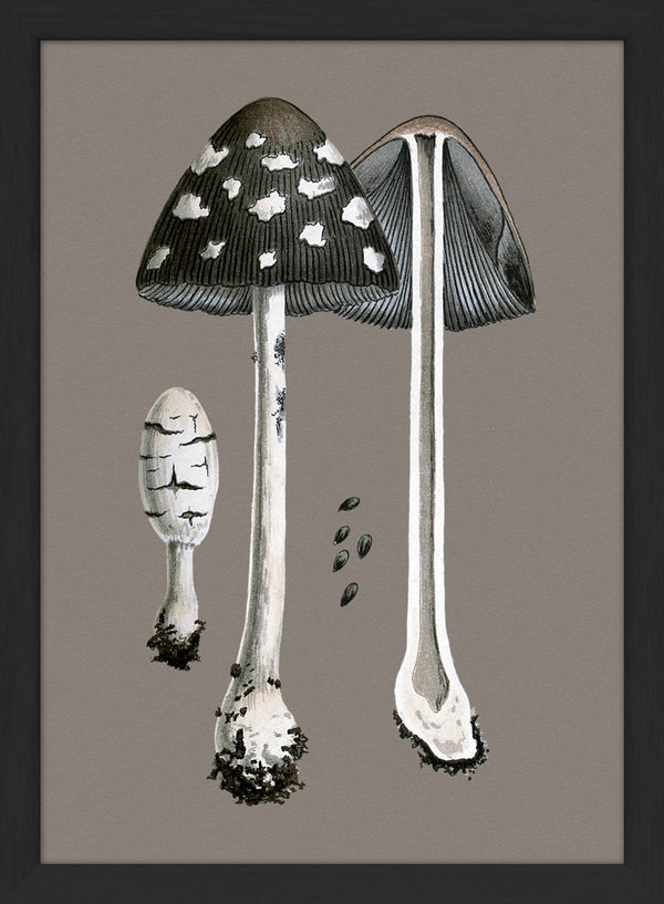 Fungi and details. Mini Print