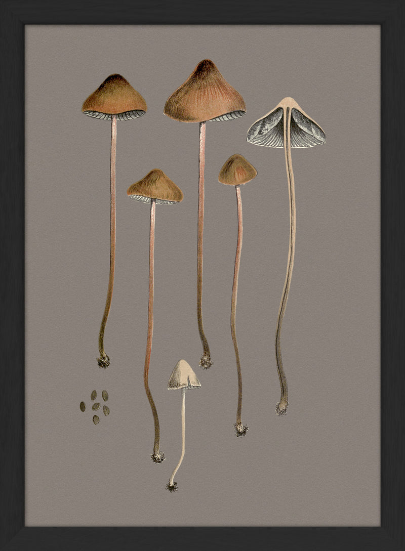 Four Brown Fungi and Details. Mini Print