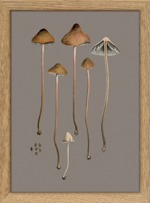Four Brown Fungi and Details. Mini Print
