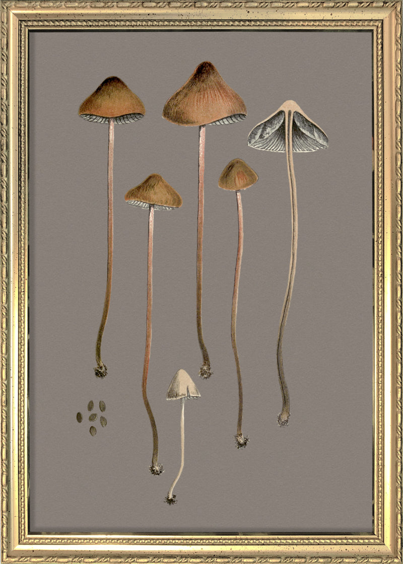 Four Brown Fungi and Details. Mini Print