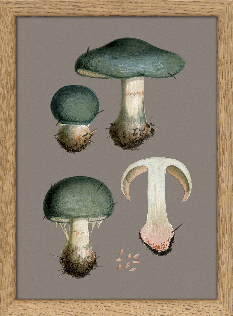 Three Blue Fungi and Details. Mini Print