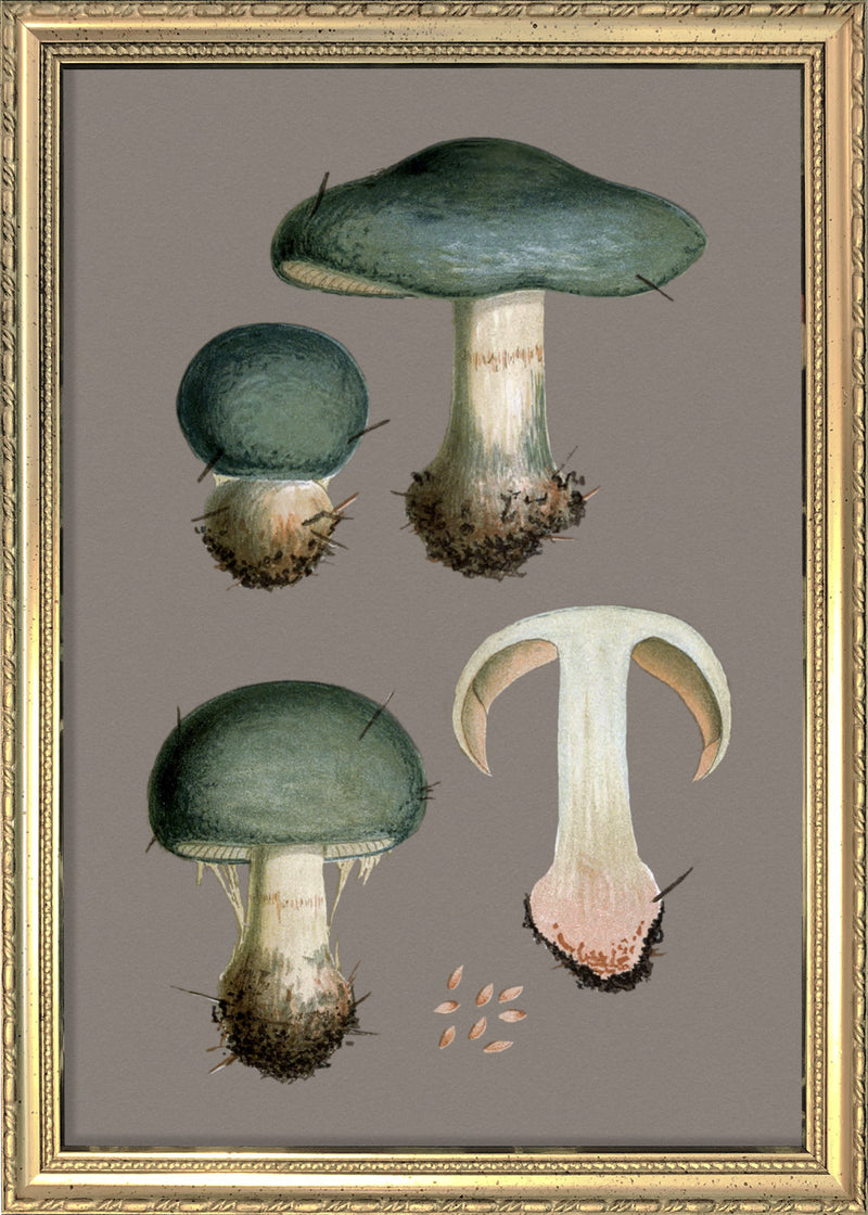 Three Blue Fungi and Details. Mini Print