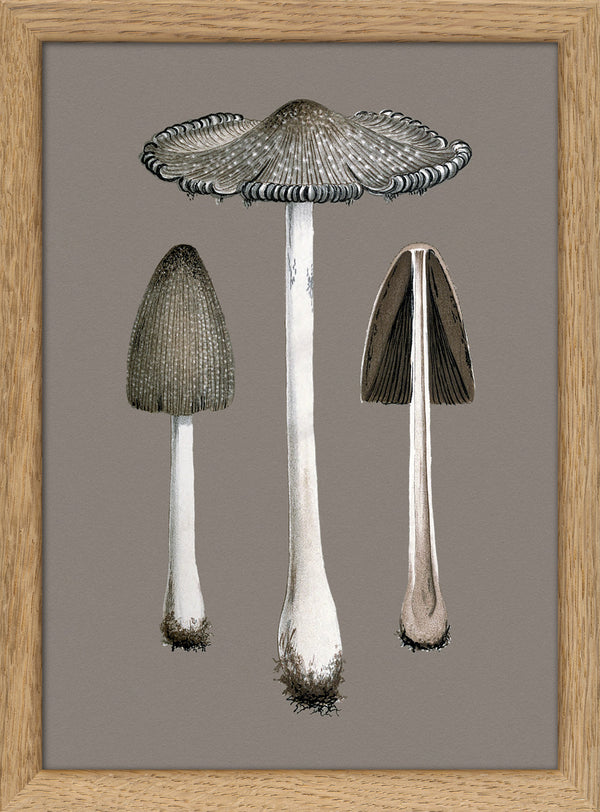 Two Fungi and Details. Mini Print