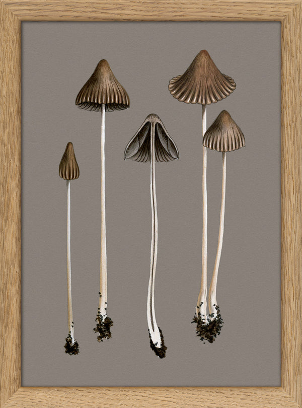 Brown Fungi. Mini Print