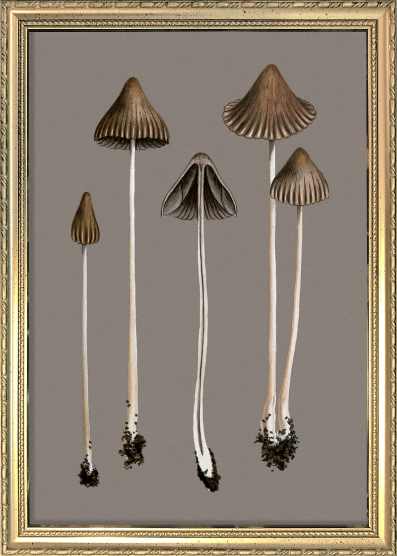 Brown Fungi. Mini Print