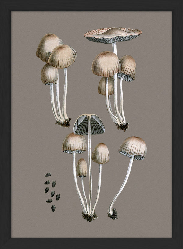 Groups of Fungi and Details. Mini Print