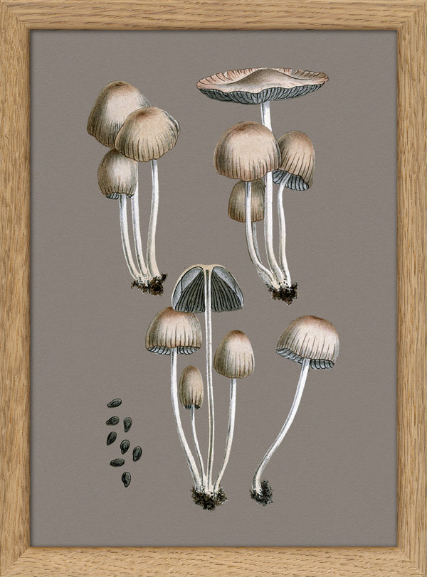 Groups of Fungi and Details. Mini Print