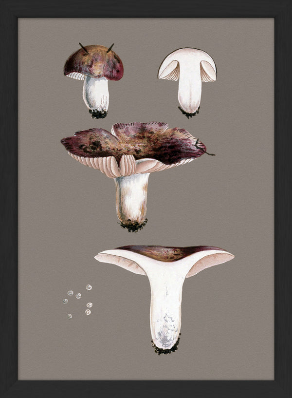 Short Fungi and Details. Mini Print